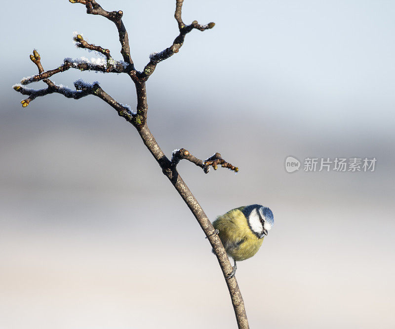 蓝山雀(Cyanistes caeruleus)栖息在一根结霜的小树枝上，映衬着自然的冬季背景。